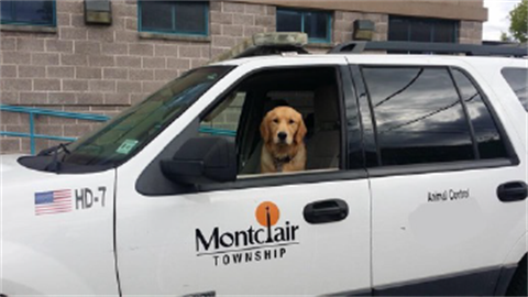 mtcdog