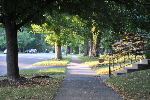 street trees.jpg