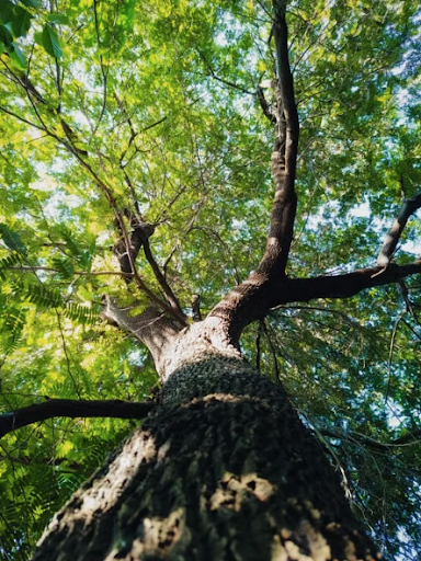 tree canopy.png