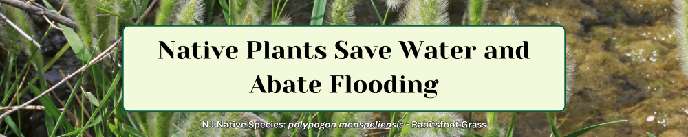 Native-plants-save-water.png