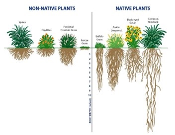 Plant-Roots.jpg