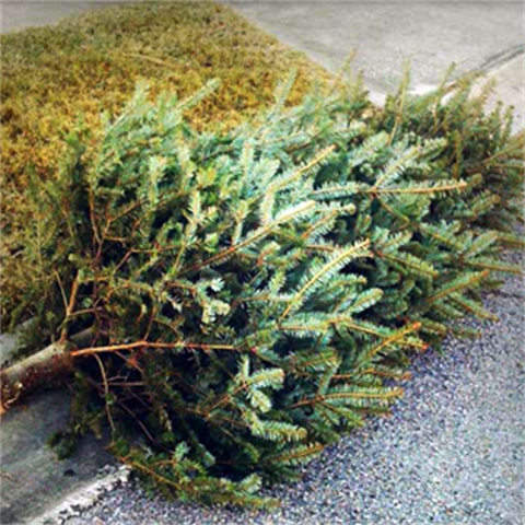 Efficient Tree Disposal: Sustainable Solutions for Green Waste