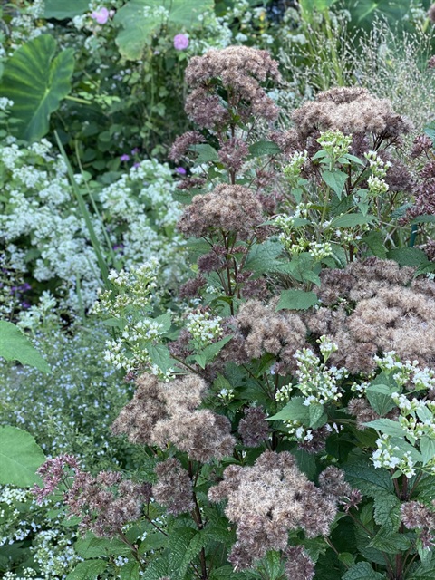 Native-Plants_1.jpg